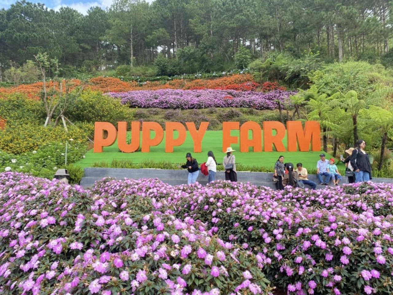Puppy Farm