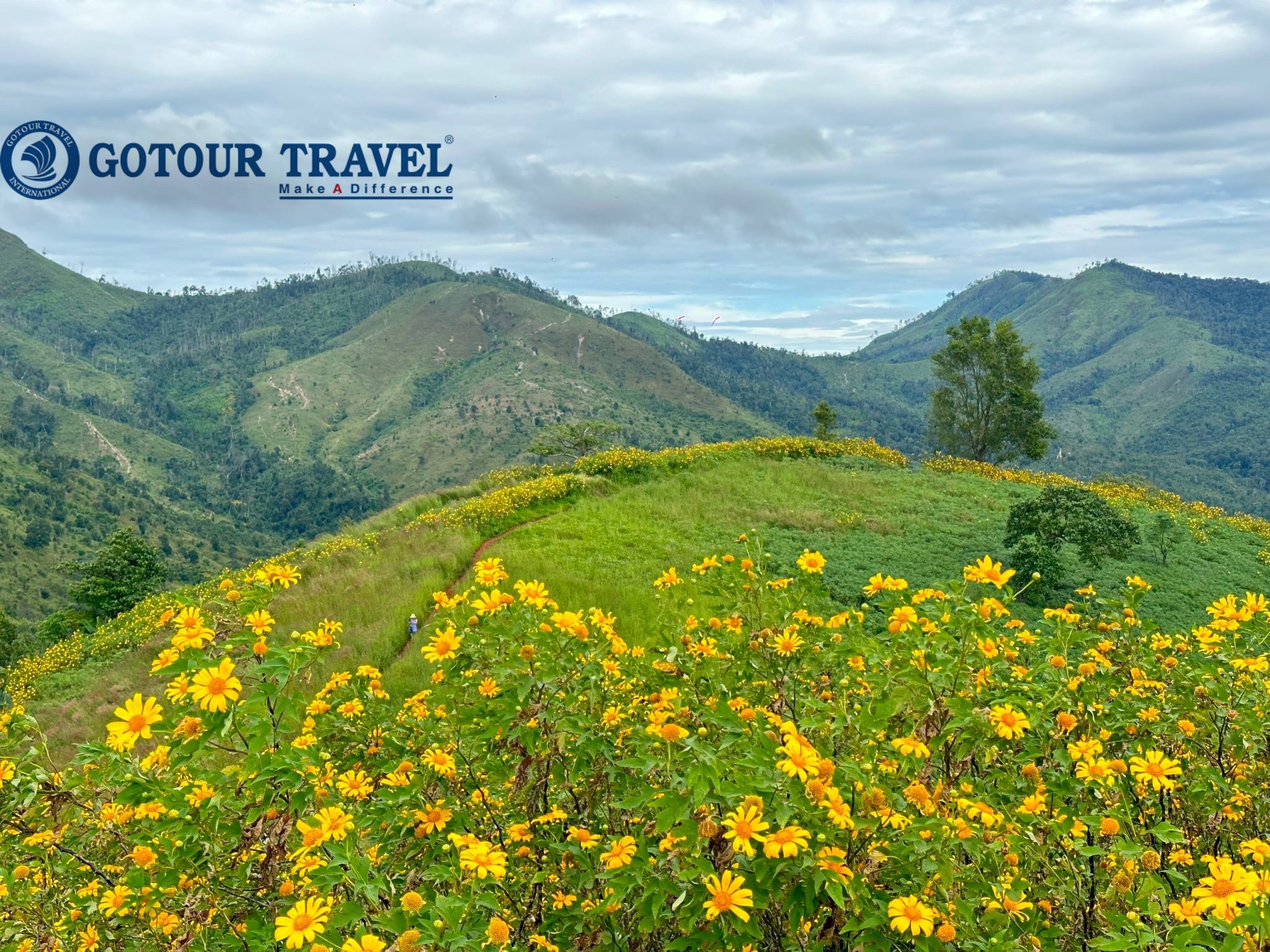 Tuần lễ hoa dã quỳ tại Chư Pah – Gia Lai năm 2024