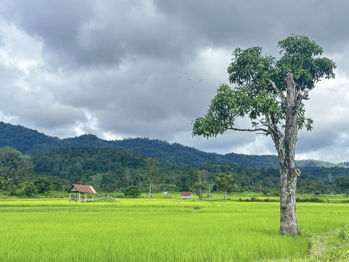 Mùa lúa chín tại Kon Ka Kinh